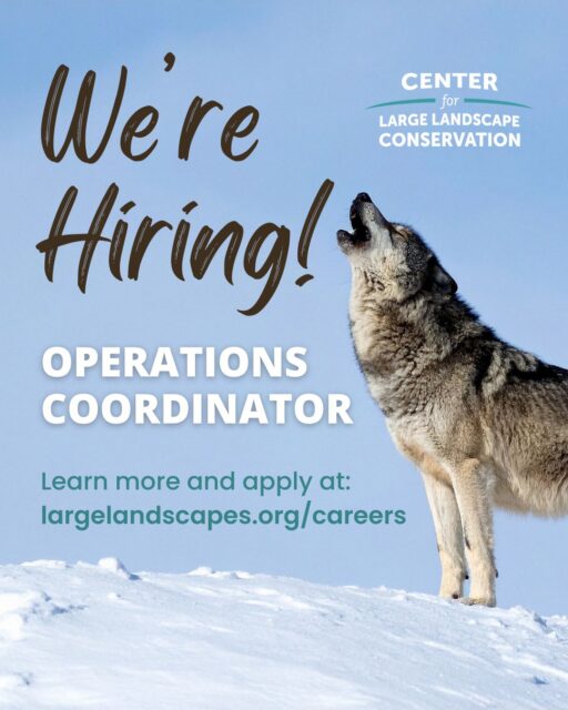 The Center for Large Landscape Conservation is seeking a talented professional to join our team in the role of Operations Coordinator. This person will be responsible for supporting the day-to-day operations, administrative functions, meetings and events, office systems, financial recordkeeping, and staff support for travel.  The role is a great opportunity for someone who enjoys keeping things running smoothly, supporting mission-driven teams, and contributing to conservation work from our Bozeman, Montana, office.  The position is open until filled, with preference given to applications received by July 31, 2026.  To learn more about the position or apply, see the link in our bio.  #conservationcareers #conservationjobs