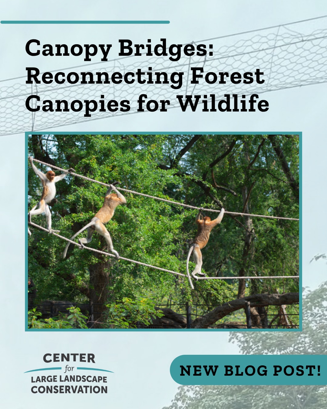 Busy roads can be both a barrier to movement and a major source of mortality for tree-dwelling species. Wildlife crossings are becoming a more widespread solution to reconnect fragmented habitats, keep animals on the move, and keep drivers safe. In places like the Amazon rainforest and Costa Rica, canopy bridge crossings that are designed for arboreal species are bridging the gaps in forest canopies created by roads or other barriers. Read our new blog post to learn more about the different kinds of canopy bridges and the species they serve.  Follow the link in our bio to read the blog post.
