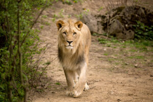Young male lion in Kafue National Park - Adobe Stock