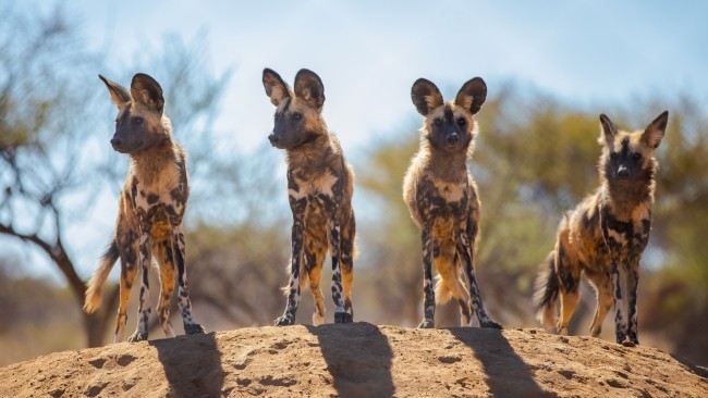African Wild Dogs - Adobestock