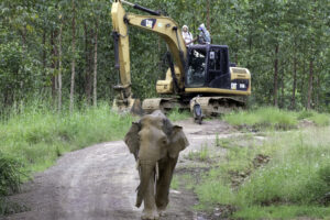 Asian Elephant And Machinery 2, Malaysia Gary Tabor