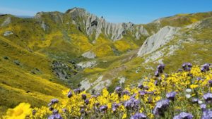 Carrizo Plain National Monument Blm Sarahbullock 50167137062 1b41fd55e9 O