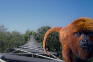A brown-howler monkey (Alouatta guariba) crosses a horizontal ladder canopy bridge over a road in southern Brazil. Credit: Precisa