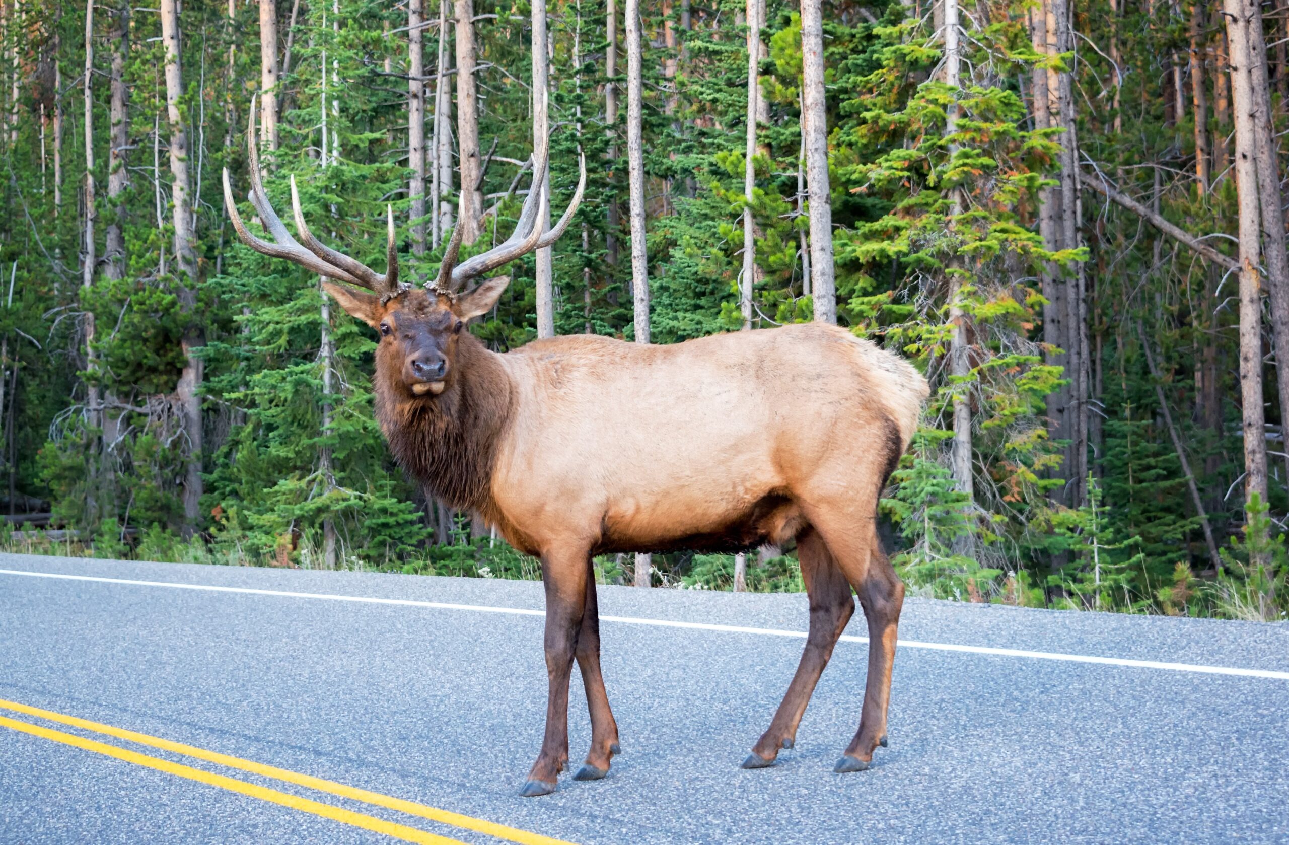 Elk Crossing A Road