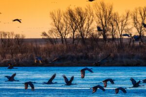 Grand Island, Nebraska, Platte River Migratory Water Fowl And Sandhill Cranes Adobestock 205318856