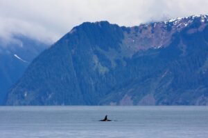 Orcas At The Kenai Fjords National Park In Alaska. Credit Nps Jim Pfeiffenberger