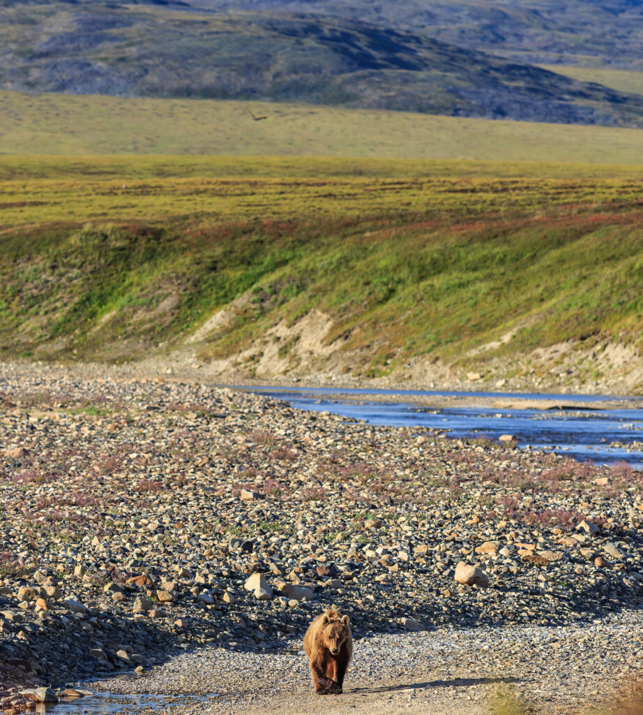Bg Featured Projects Brown Bear Scaled